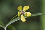 Lanceleaf loosestrife